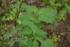 Sigesbeckia orientalis